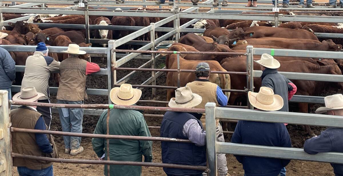 There were 690 cattle offered at Dunedoo on Wednesday and the market was firm on recent sales. 