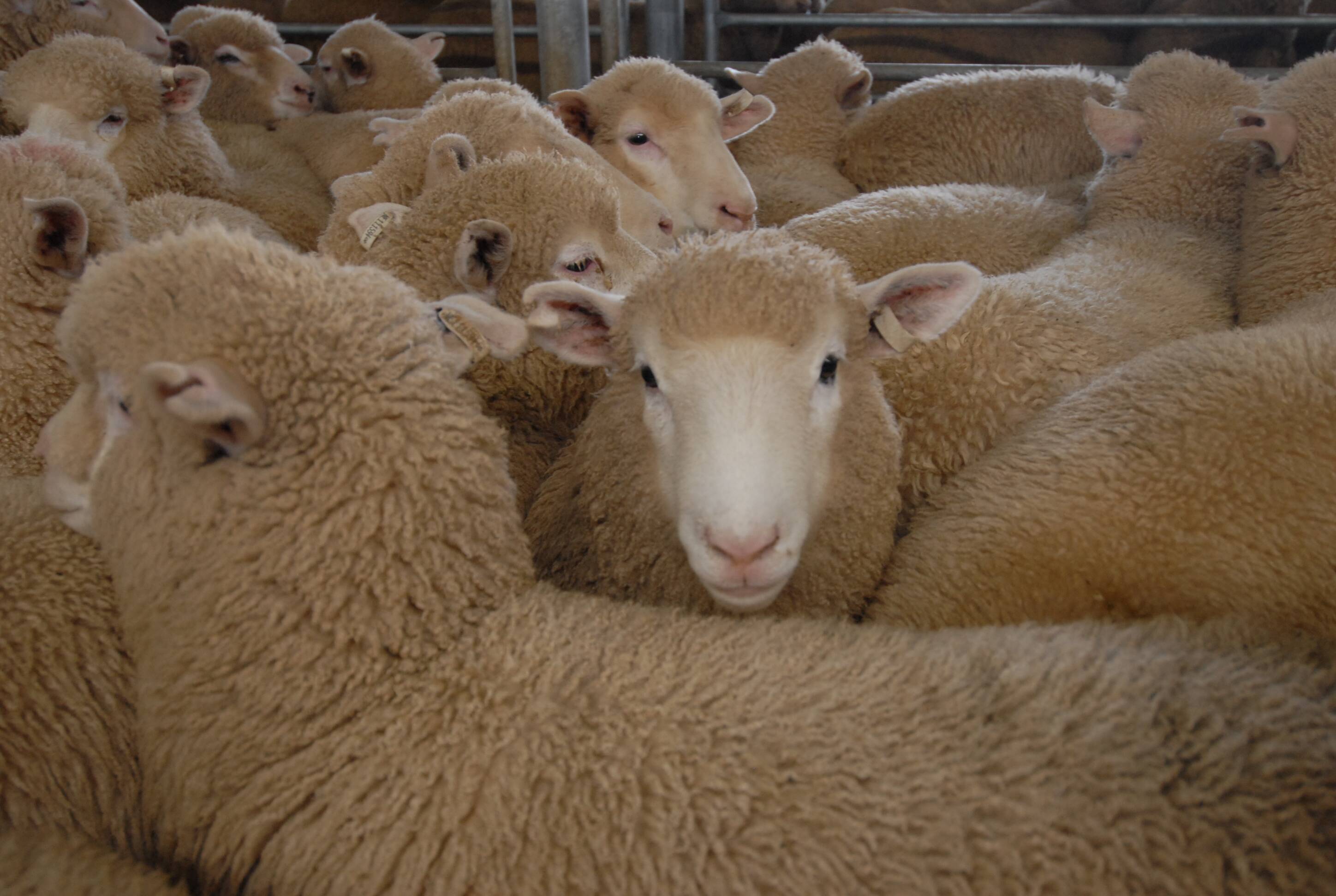New season lambs set to be later and lighter than normal | Market Murmurs |  The Land | NSW
