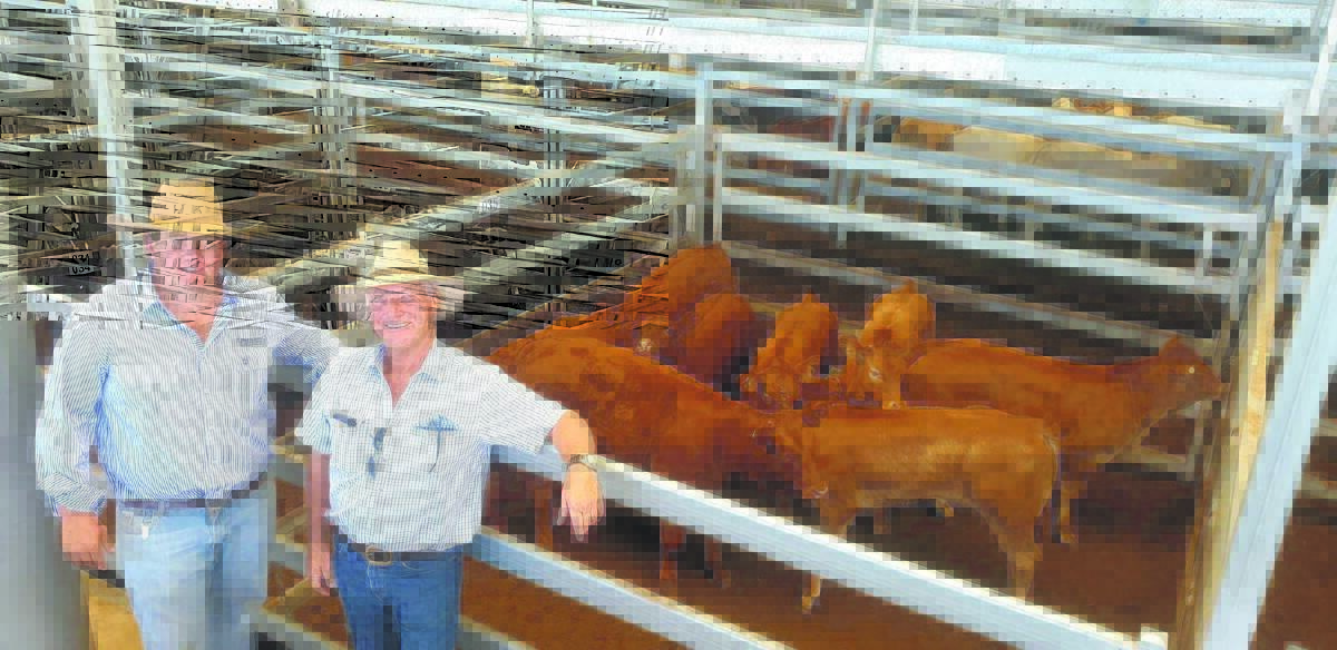 Ben Goodman, Ian Morgan Livestock, Tamworth, with Cam McKellar, Levendel, Willow Tree, sold Limousin vealer heifers for 700c/kg ($1207/head) at the Tamworth prime cattle sale on Monday. Photo: Michelle Mawhinney 