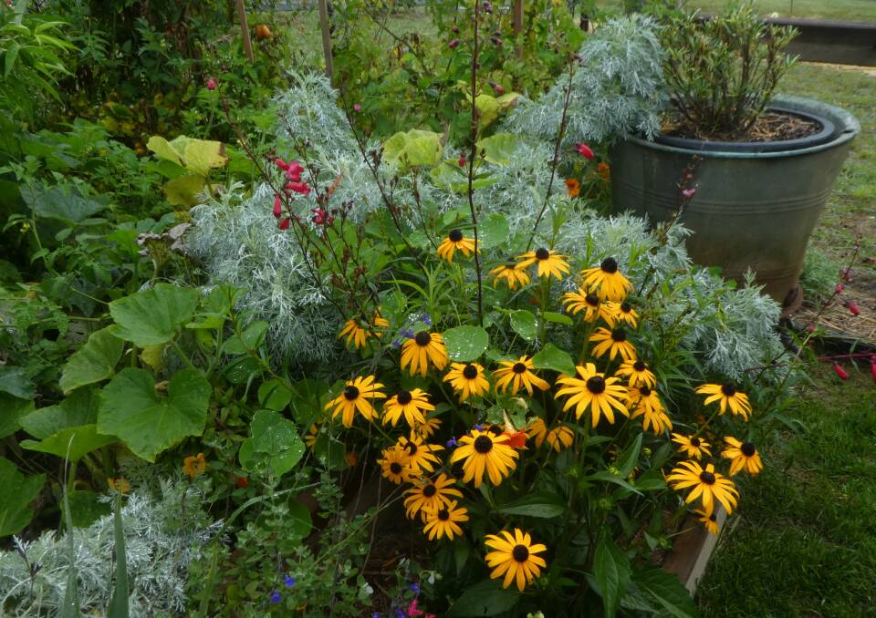 Sown in spring, dwarf Blackeyed Susan (Rudbeckia) should flower from midsummer to autumn. 