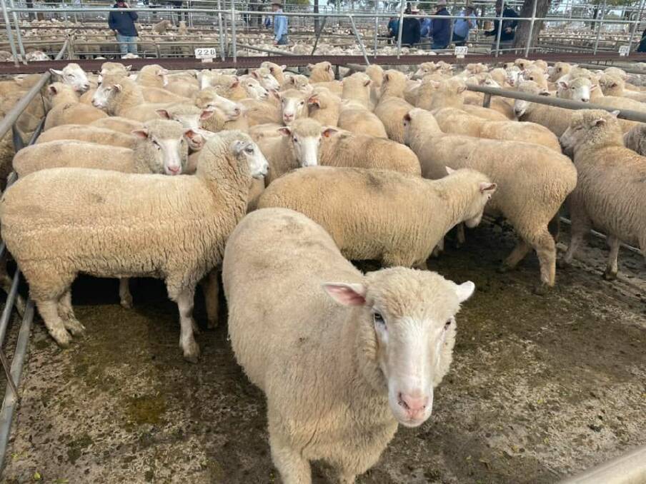 Jason Morley, Geurie, sold a pen of lambs for $256 a head through Plasto and Company, Wellington, during the Dubbo prime lamb sale on Monday. Photo: Rebecca Cooper, Dubbo Stock and Station Agents Association