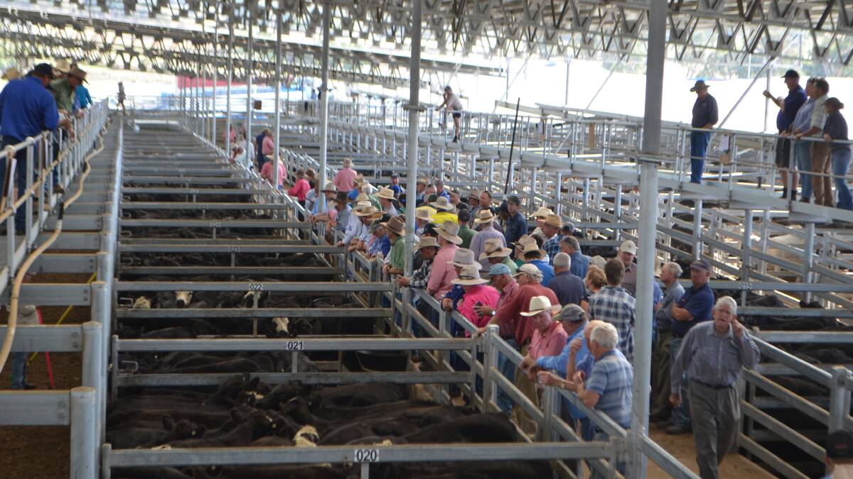 Stronger southern demand for grown steers