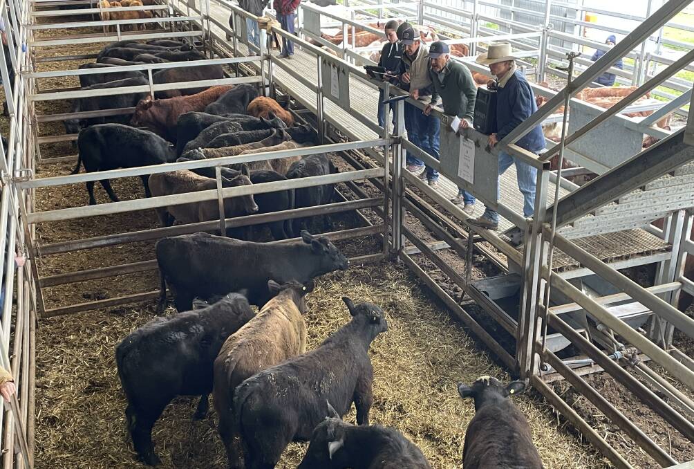 The JJ Dresser and Company team from Woodstock in action during the Carcoar store cattle sale last Friday. Picture by Karen Bailey. 