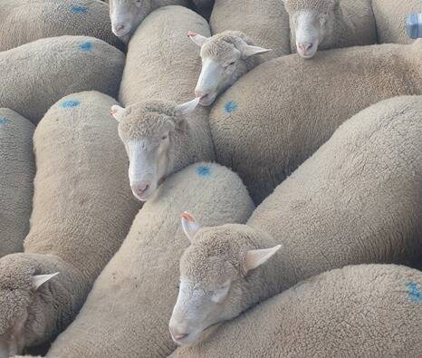 Lambs sold to a top of $354 a head at Tamworth prime sale on Monday. Photo by Michelle Mawhinney from Tamworth Livestock Selling Agents Association.