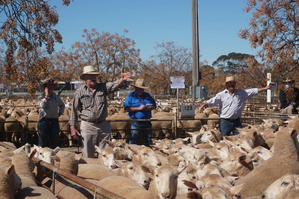 Auction action during the Temora/West Wyalong District First-Cross Ewe Sale last Friday.