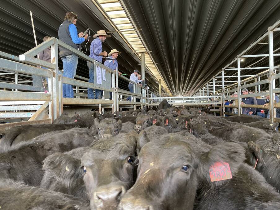 Bank analysts are tipping a lift in cattle prices towards the end of the year. Picture by Karen Bailey.