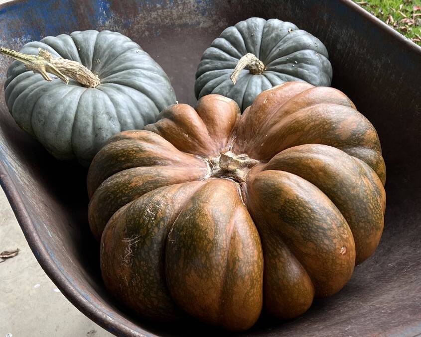 A 21 kilogram pumpkin Musquee de Provence grown by enthusiastic vegetable gardener David Mather in his Bathurst garden.