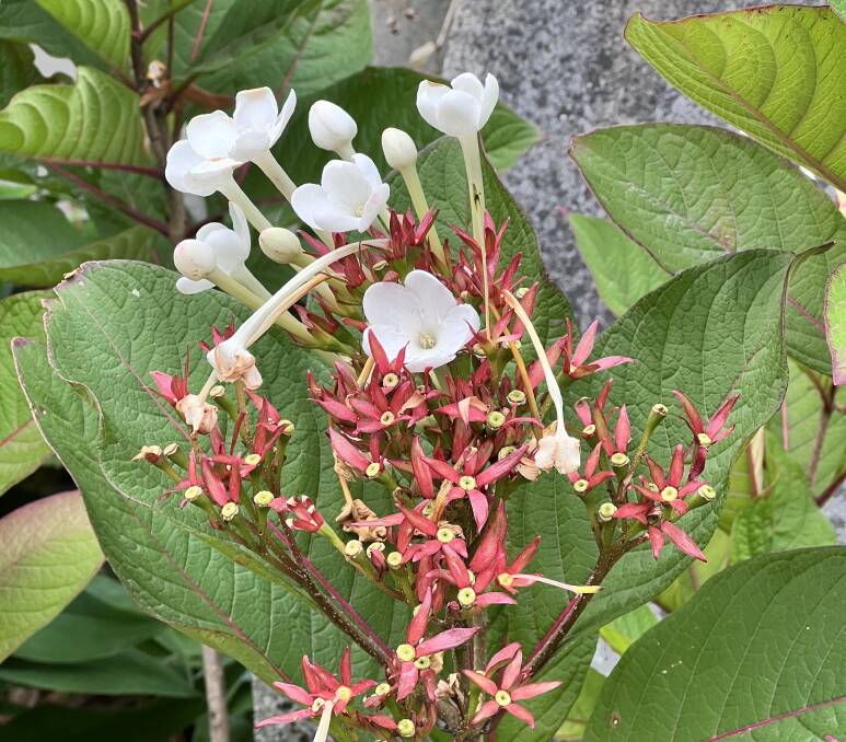 Luculia grandifolia has fragrant flowers and matching red-veined foliage. It blooms from autumn to winter against a wall in Christchurch, New Zealand.