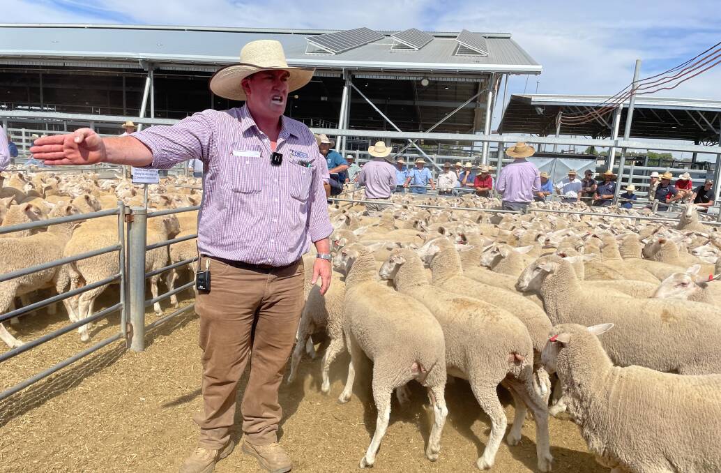 Forbes agent Adam Chudleigh (selling first-cross ewes earlier this year) said there may be a glut of older ewes later in the year. Photo: Karen Bailey