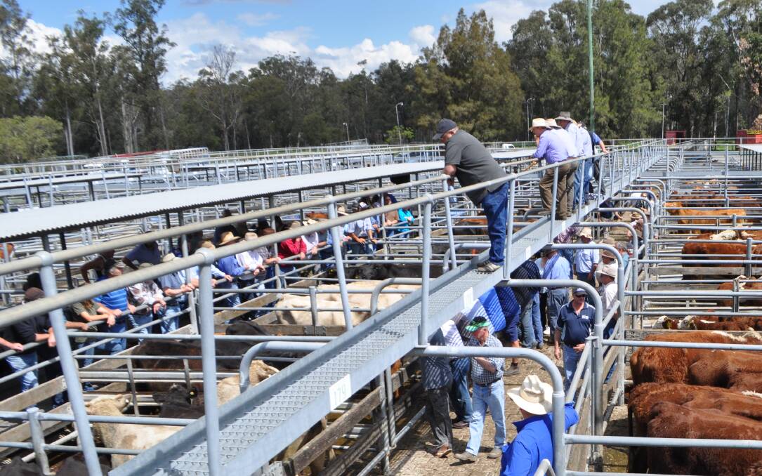 Maitland weaner steers sell to $1500