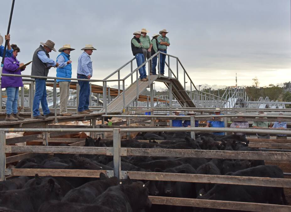 MAA team Wayne Scriven, Duncan Mcleod and Seamus Filan selling Angus-cross steers from Ardentrive, Roma. The steers sold to 282c/kg, reaching a top of $723 to average $646.