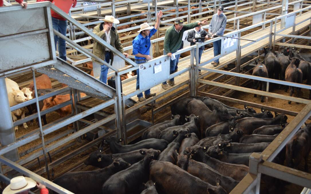 Clements and McCarthy auctions a lovely pen of steers during the Carcoar store cattle sale. 