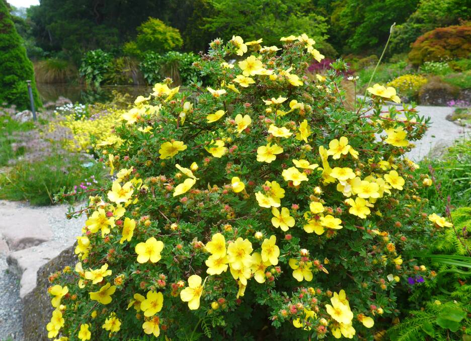 Sun roses (Halimium) flower in shades of the yellow missing in rock roses (Cistus). Christchurch Botanic Gardens, New Zealand.