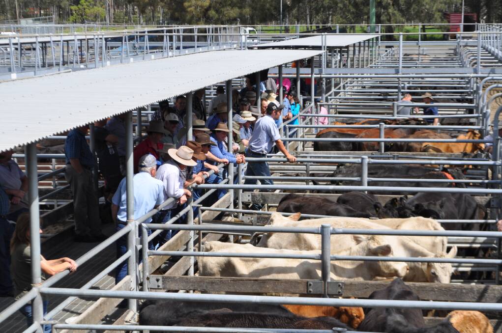 Unjoined cows were a little cheaper at Maitland on Saturday.