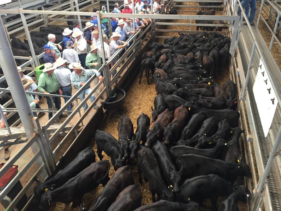 Agents from Brian Unthank Rural, Peter Ruaro Rodwells and Schubert Boers offered a quality yarding of 3019 black weaners.