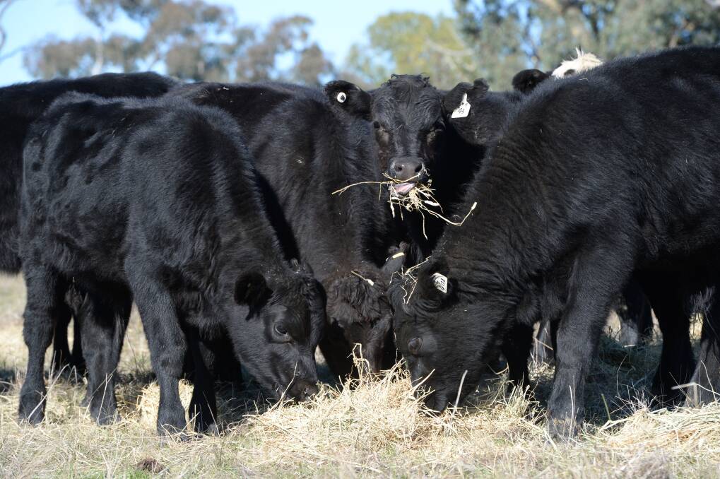 Between 2013 and 2018, weaners traded, on average, 11 cents a kilogram higher than feeders. 