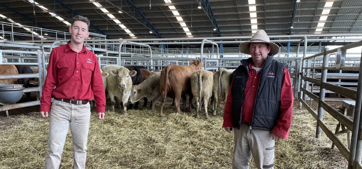 Forbes Livestock and Agency Company agents Sam and Tim Mackay with Charolais/Santa Gertrudis cows that sold for 385 cents a kilogram at Forbes prime cattle sale on Monday. Photo: Forbes Livestock and Agency Company