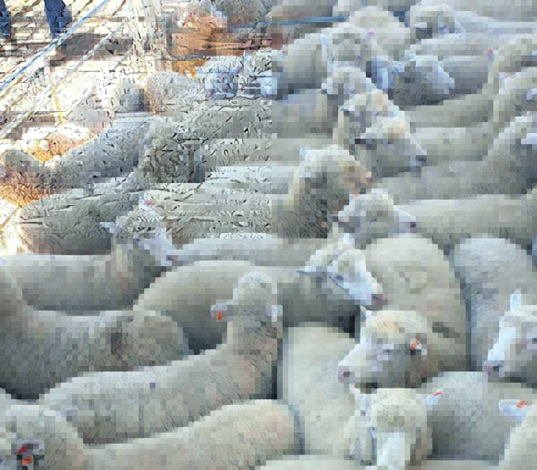 The lamb market may be softer this week, but good heavy lambs are still selling for more than $300 a head. These lambs at Tamworth hit $310 on Monday and are a timely reminder that it's now less than a month until the Tamworth Spring Lamb Show and Feature Sale on September 2. Photo by Michelle Mawhinney.