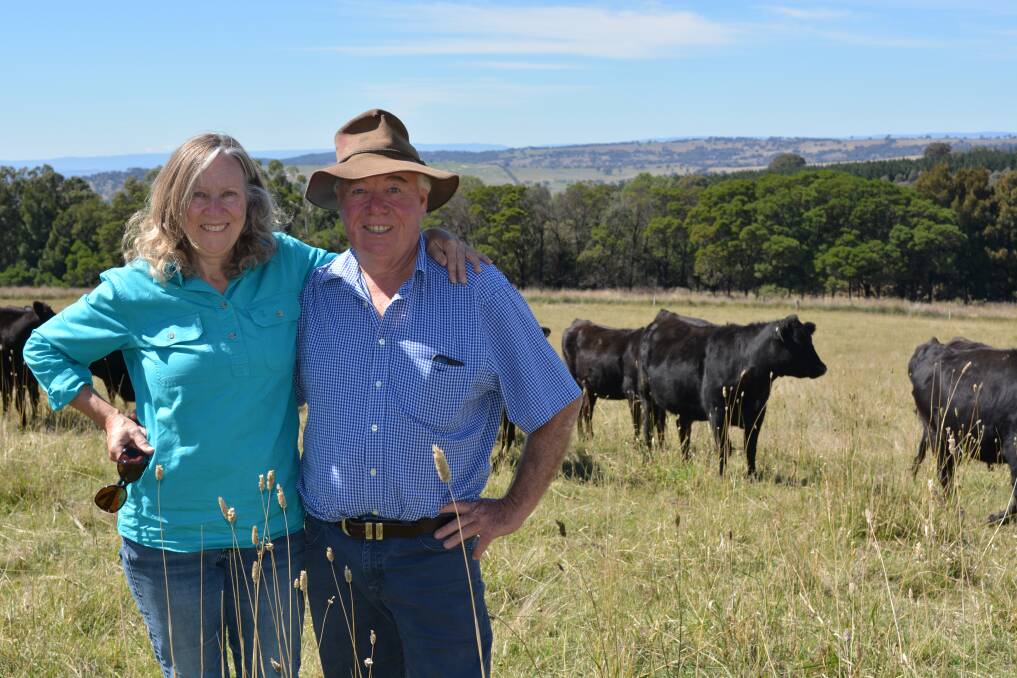 Jane and Mark Holman, Dargo, Guyong, with their current drop of Angus/Wagyu which this year have been sold to a feedlot.