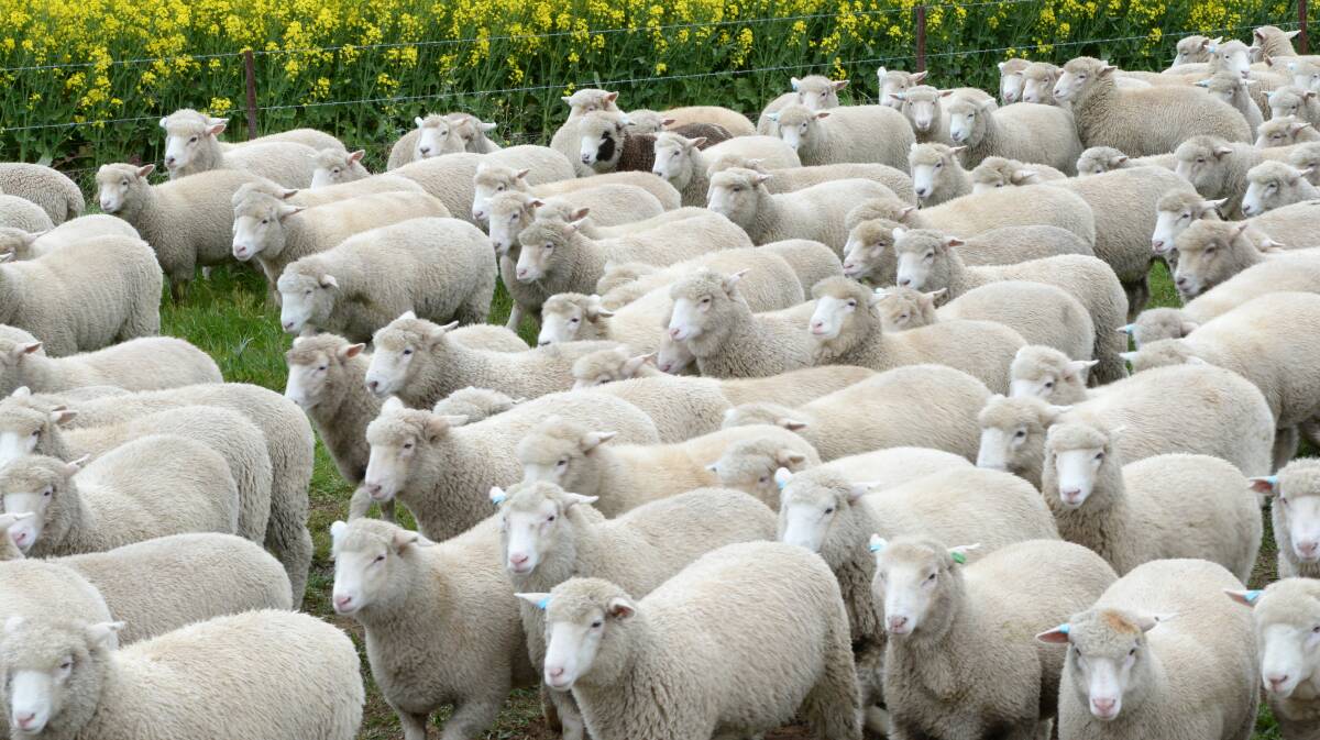 Stock Talk | Positive season for wool and lamb