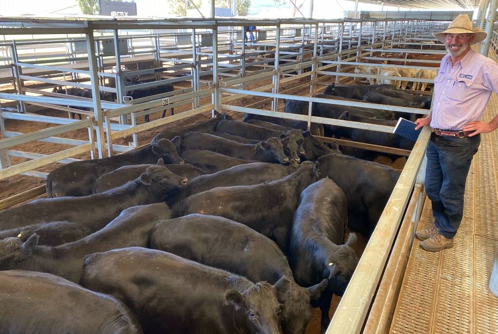 McCarron Cullinane agent Darren Connick, Orange, with 448kg Angus steers sold by MJ Brady, Oberon, for 477c/kg ($2133.95/head) at Carcoar prime cattle sale on Tuesday. Photo: Central Tablelands Livestock Exchange