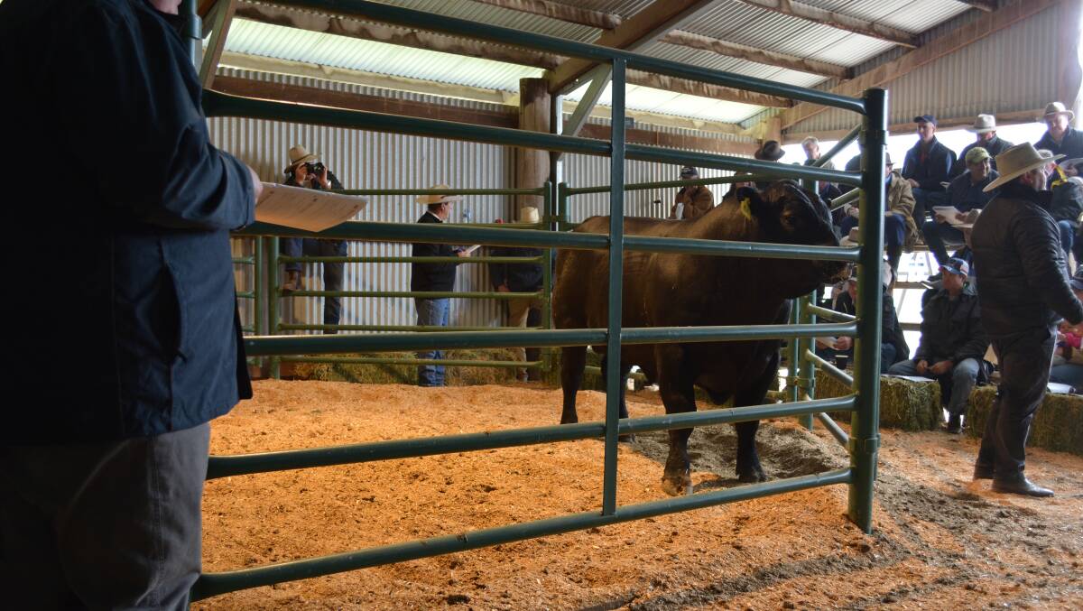 A strong crowd of buyers were on hand during the Karoo Angus bull sale near Bathurst last Friday.