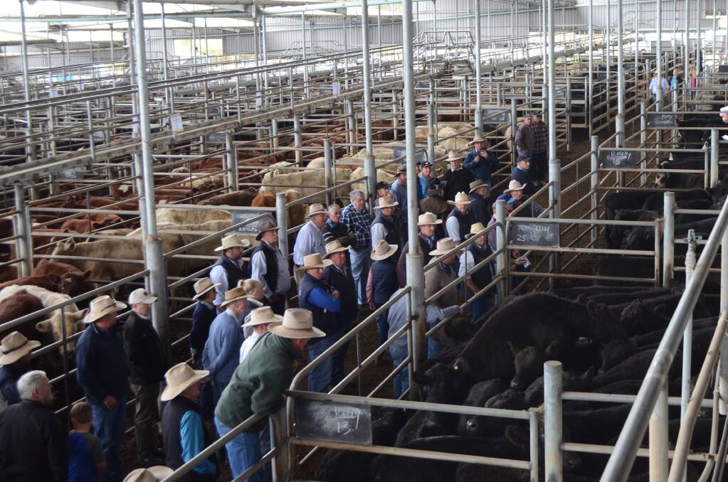 Stock Talk | Qld bids set pace at calf auctions