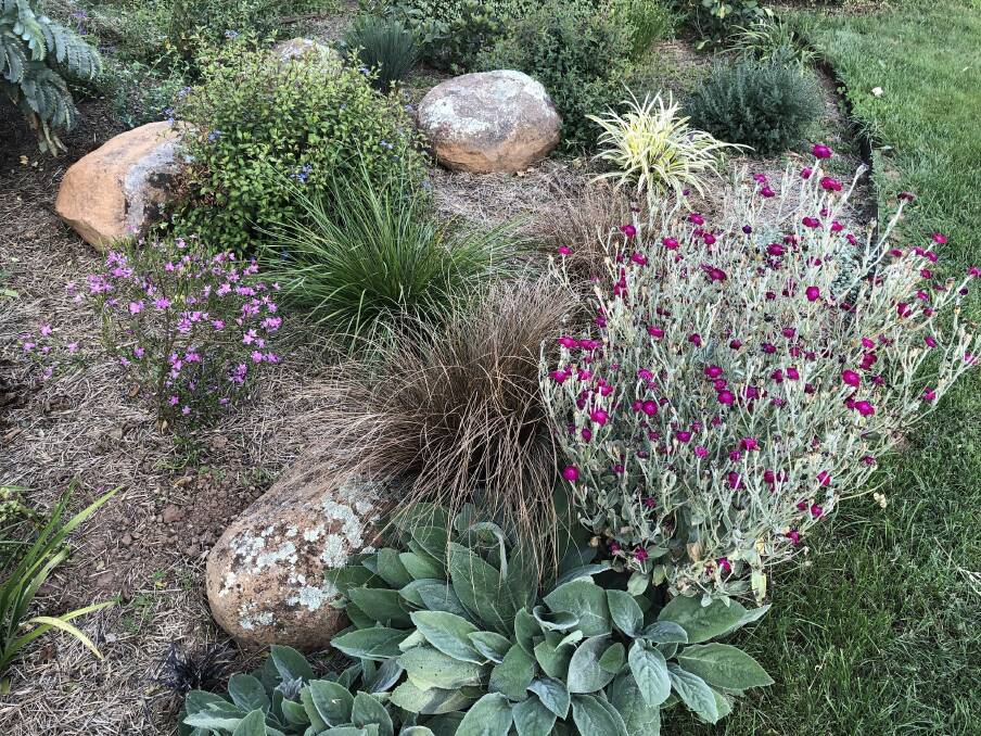 Pink flowering Crowea exalata, Lomandra Tanika and Carex buchananii, and self-seeding, bright magenta rose campion create a low maintenance planting. Stachys byzantina is in the foreground.