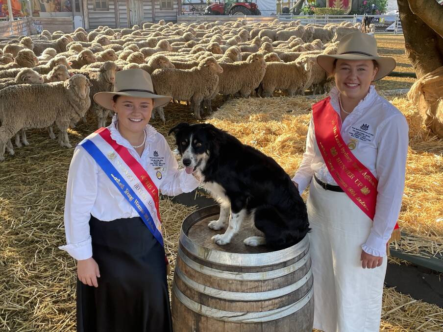 Winner Domonique Wyse, Taree, and runner-up Paris Capell, Orange, are pictured with Murray Wilkinson's sheep dog Meg from Coolah and some of the 300 two- and three-year-old Greenland-blood Merino wethers owned by David and Belinda Davidson, Yarran Agriculture, Young, which have been part of this year's Sydney Royal Show evening entertainment. Photo: Karen Bailey
