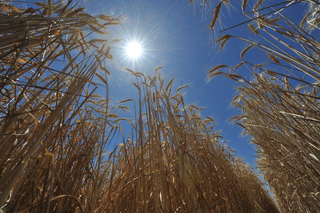 While Russia is still forecasted to produce a massive 93 million tonne wheat crop, analysts recently dropped estimates by one million tonnes with improved weather conditions necessary to maintain the current expectation. File picture.
