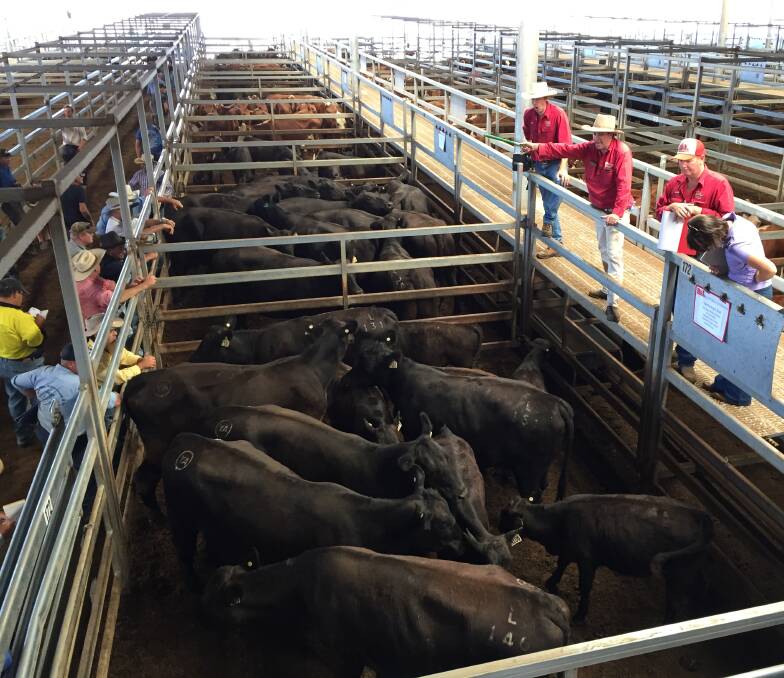 These cows with calves at the Central Tablelands Livestock Exchange, Carcoar, store cattle sale last Friday sold for $2150 a unit.