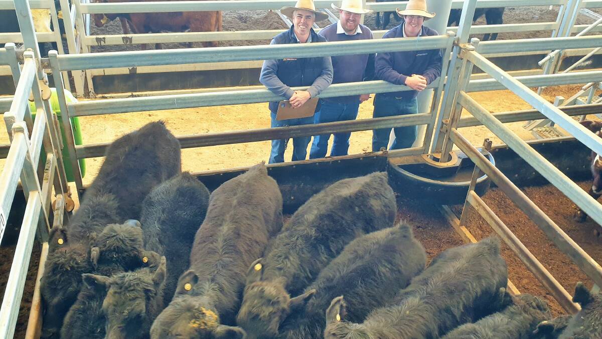 Davidson Cameron's Scott Newberry, Chris Gooch and Jed Brennan with 257kg steers sold by the Wilson family for 684c/kg ($1758) at Tamworth. Photo: TLSAA