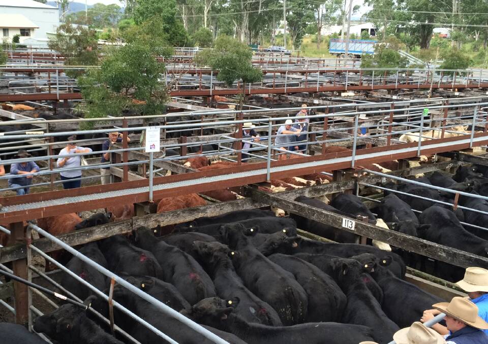 Gloucester grown steers sell to $1700