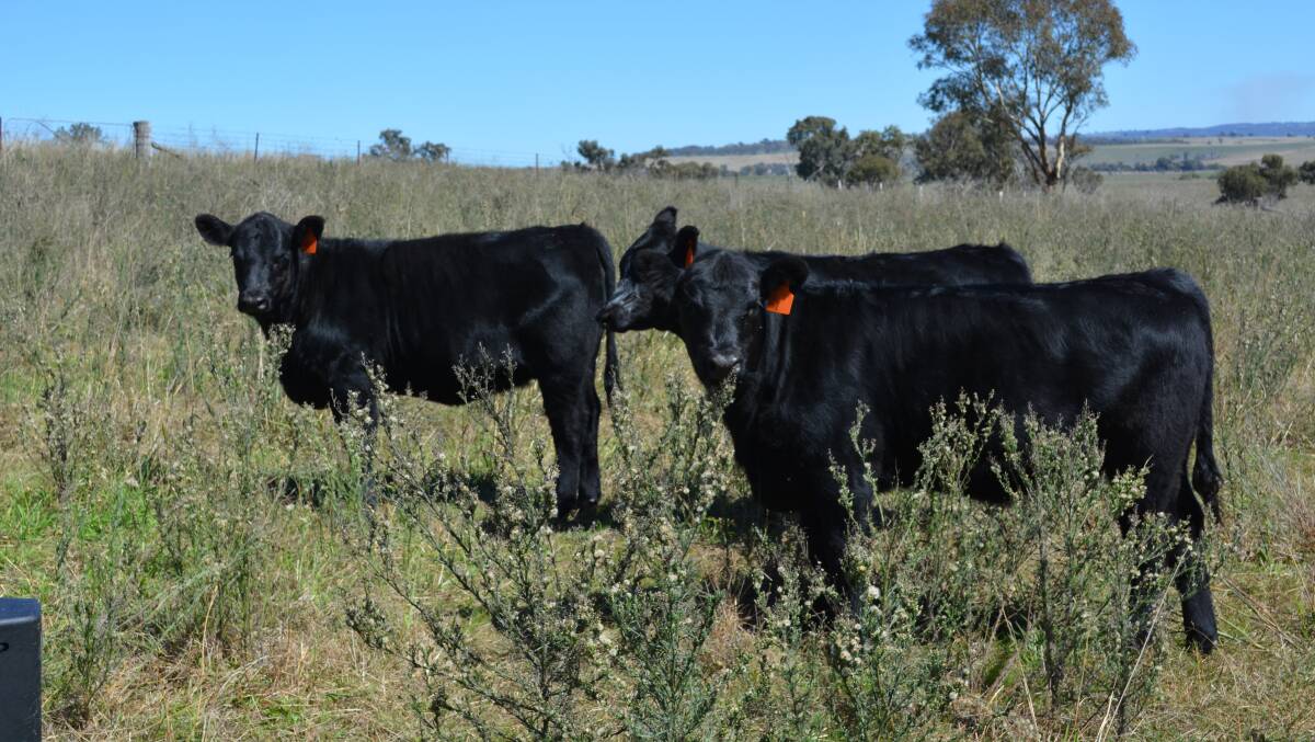 Angus/Stabilizer calves on Bald Hill, Perthville.