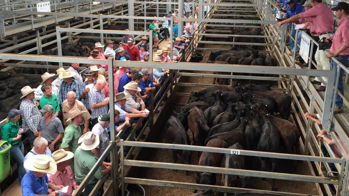 Rain boosts cattle buyer competition