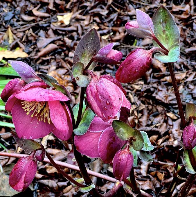 Helleborus 'Anna's Red' has fairly upright flowers and large, toothed leaves veined silver.