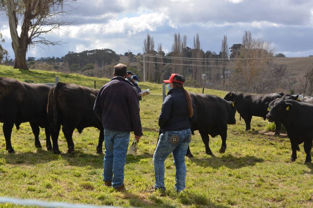 Buyers look over the bulls before the annual Karoo Angus bull sale at Meadow Flat near Bathurst. 