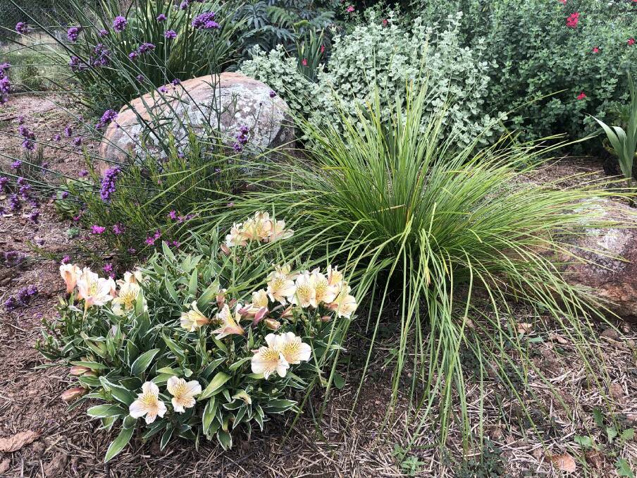 Variegated dwarf alstroemeria Fabiana, purple top verbena and Lomandra Tanika growing without extra water in a recently planted corner of Fiona's garden.