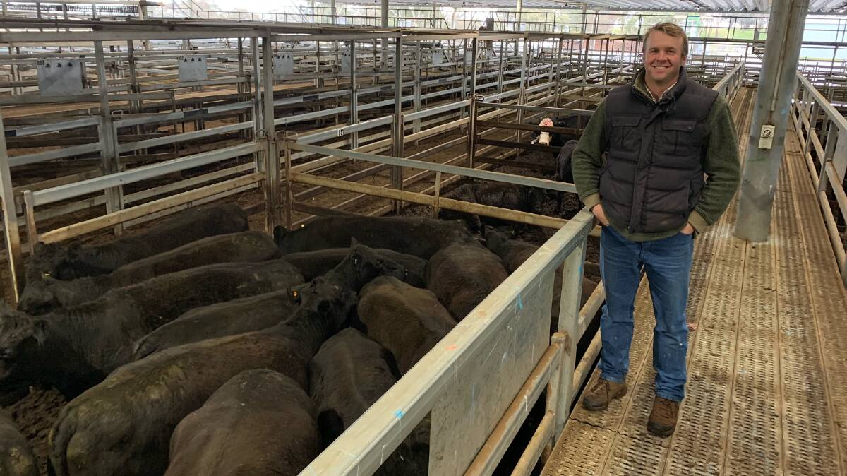 Ben Willis, PR Masters Stephens and Company, Bathurst, with 15 Angus cows weighing 595kg that sold for 416 cents a kilogram or $2480 during the Carcoar prime cattle sale on Tuesday. Photo by Josh Stephens, CTLX Carcoar.