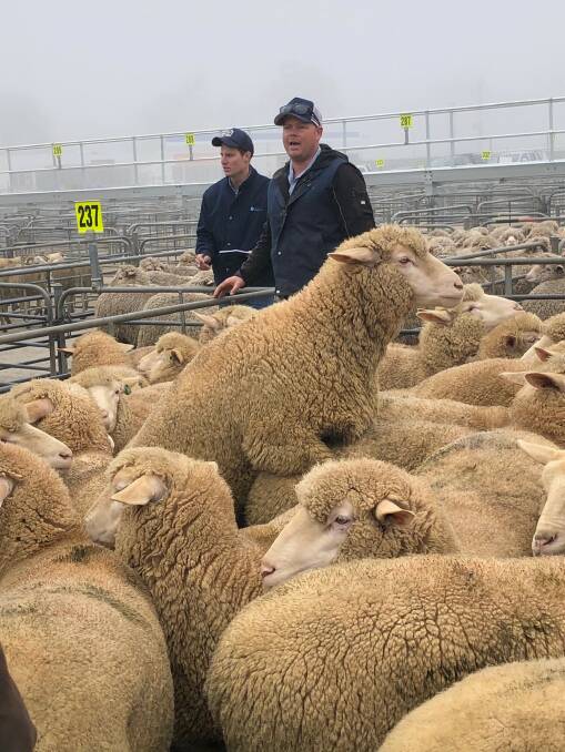 AWN agent Ryan Hussey selling lambs in the fog at Corowa prime sale on Monday. He is assisted by Tom Davies spotting bids. Photo: Corowa Associated Stock Agents