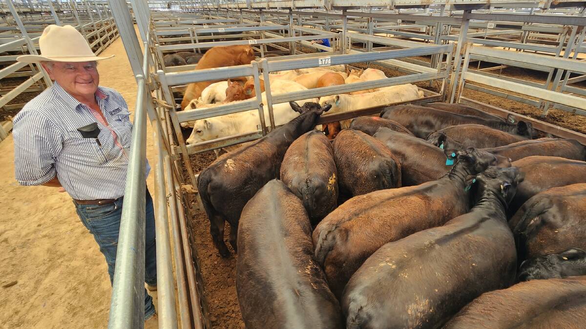 John Rodd, Ian Morgan Livestock, Tamworth, with calves sold by P Marheine, Willow Tree, for 490 cents a kilogram (liveweight) ($1560 a head) at Tamworth prime cattle sale on Monday. Photo: Michelle Mawhinney, TLSAA