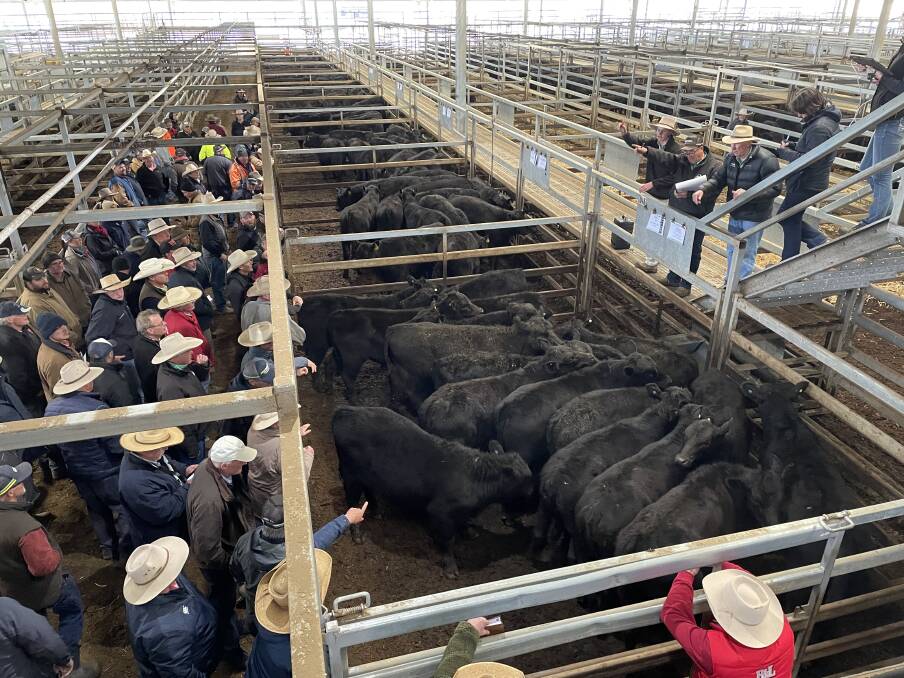 The Carcoar store cattle market was as much as $200 a head dearer than the sale a month ago. Photo: Karen Bailey