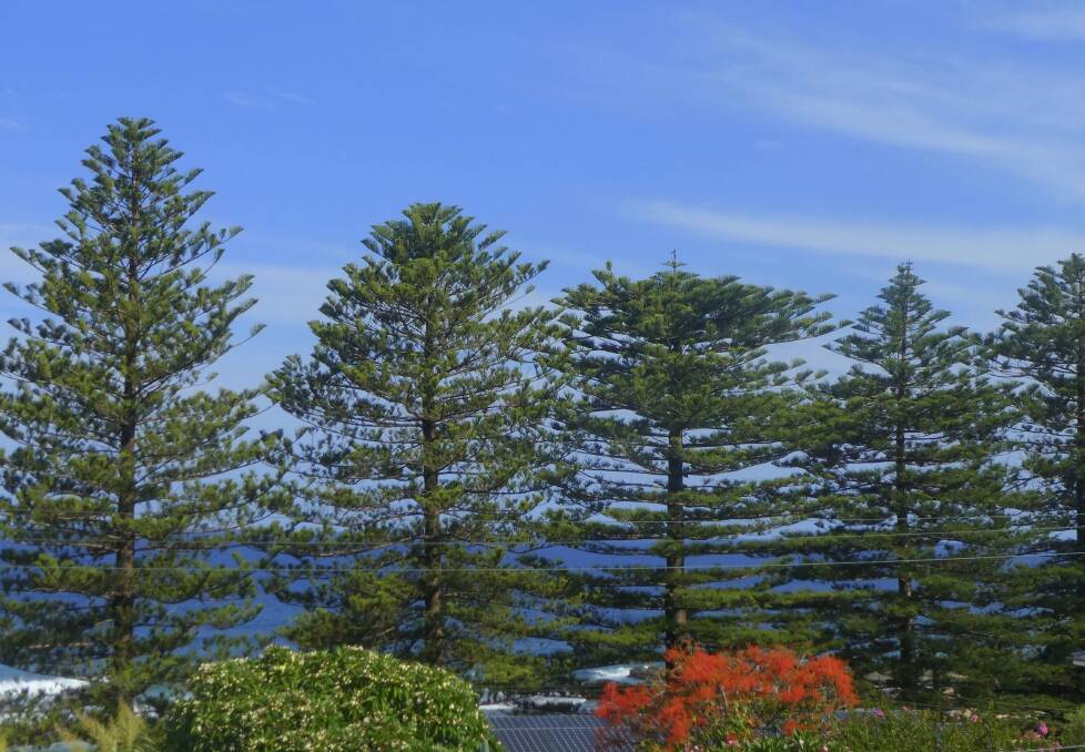Norfolk Island pines growing near Wollongong. Similar stands are a familiar sight on the Australian coast. 
