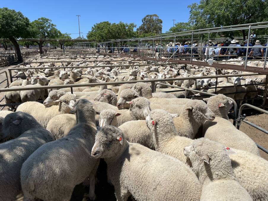 Trade lamb prices in NSW have bounced about 50c/kg since the start of April. Picture by Karen Bailey.