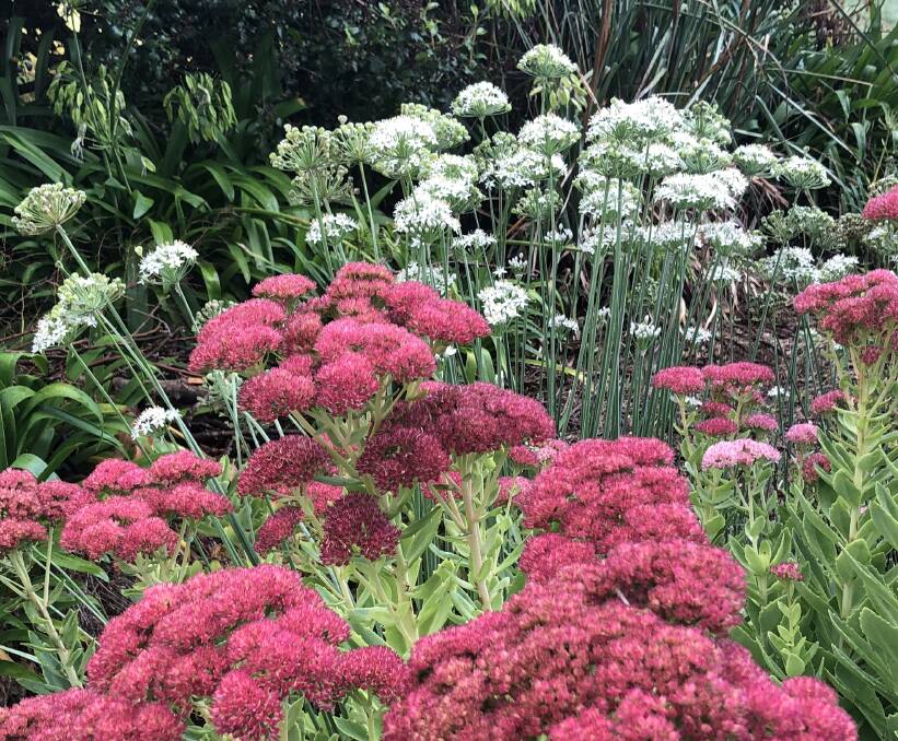 Starry white garlic chives and Sedum Autumn Joy grow without additional irrigation in Fiona's garden.