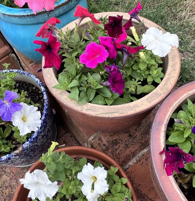 Drought hardy petunias flower in pots until the first frost.