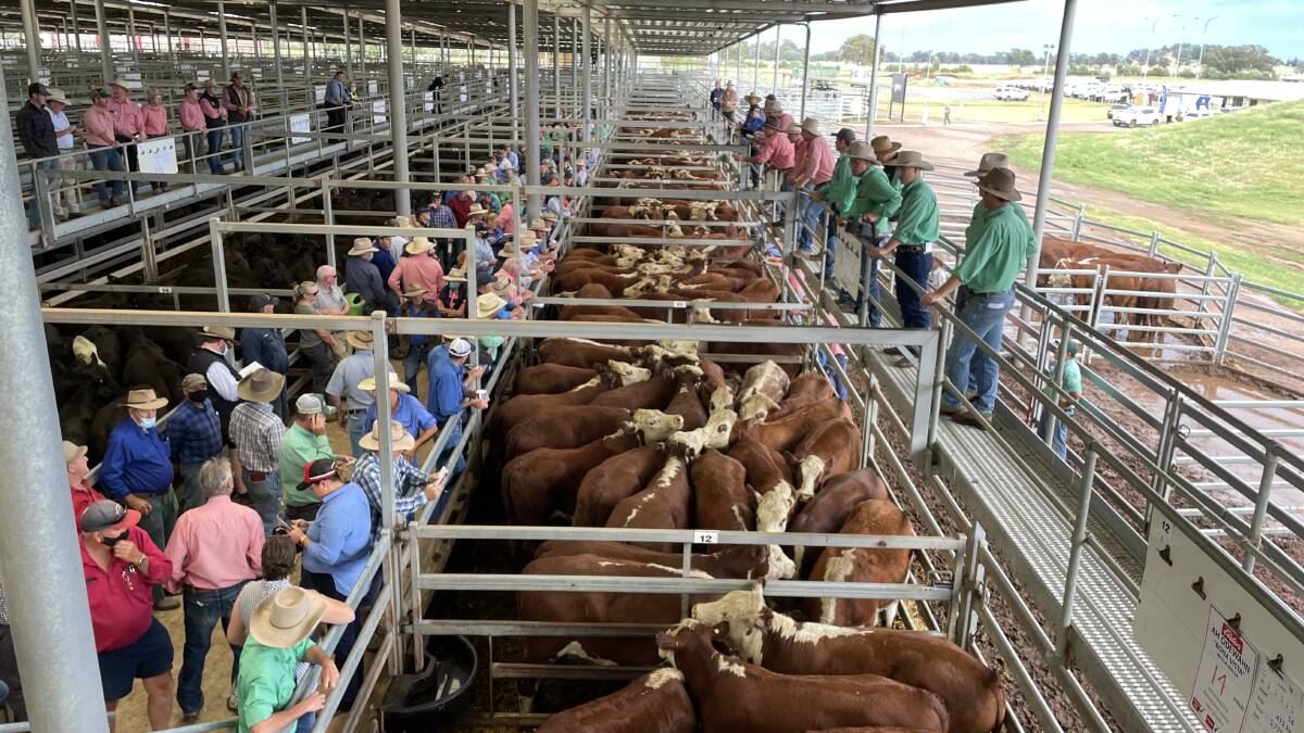Record breakers: weaners surge past 1000c/kg