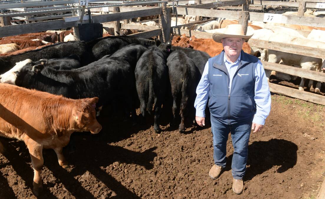 Peter OConnor, AJF Brien and Son, Coonamble, paid $1520 a head for 12 Angus/Limousin weaner steers for backgrounding by a Coonamble client at the Dunedoo sale on Wednesday last week. Photo: Mark Griggs