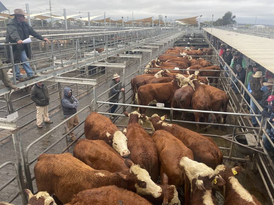 Mark Garland, PT Lord, Dakin and Associates, selling quality Braford cows from the Mawbey family, Cairnie Hill, Wongarbon at the Dubbo store cattle sale last Friday. Their top PTIC cows sold for $2600 a head.
