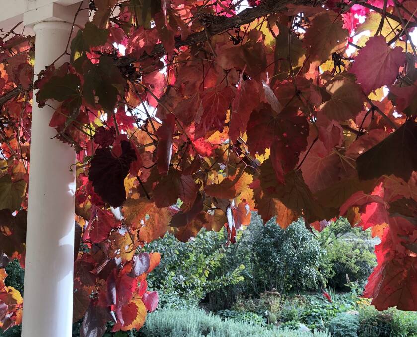 Autumn is the time to choose nursery plants for their leaf colour. Early frost brings colour to an ornamental grape in Fiona and Bill's Tablelands garden.